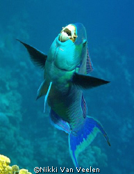 Parrotfish taken at Ras Umm Sid while snorkeling with Oly... by Nikki Van Veelen 